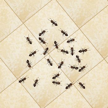 ants on the floor