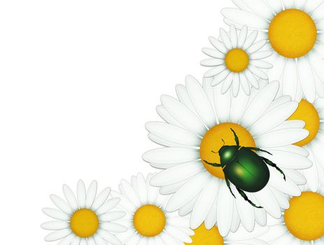 green cockchafer on daisies