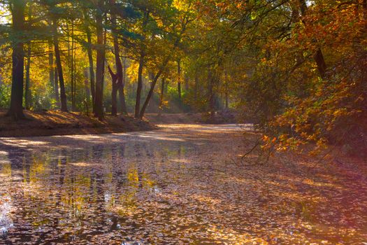 Autumn forest on a sunny day at the waterfront, river in the woodlands. Beauty in nature and seasons.