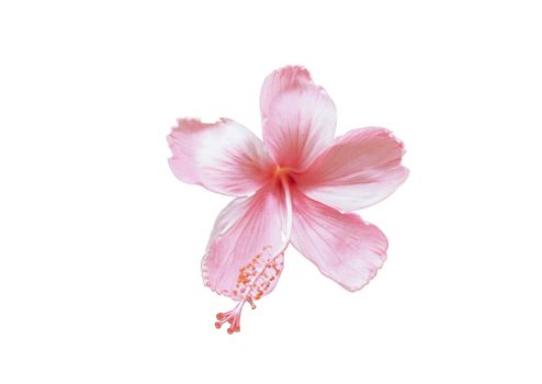 Close up pink hibiscus flower on white background
