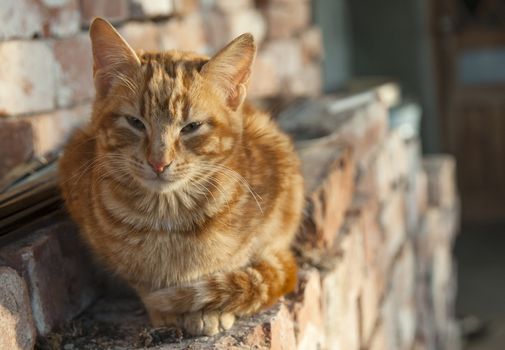 A red cat sits on a pile of red bricks.