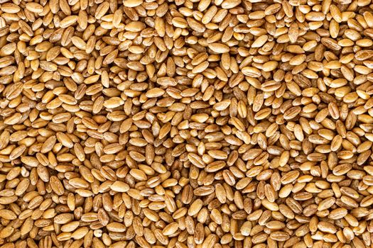 Brown wheat grains background or texture. Healthy food. Vegan nu