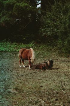 Pony and a goat resting on the grass