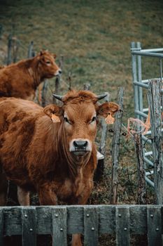 Brown cow looking straight to camera
