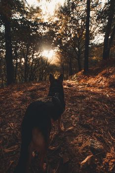 Black dog looking to the infinity in the middle of the forest