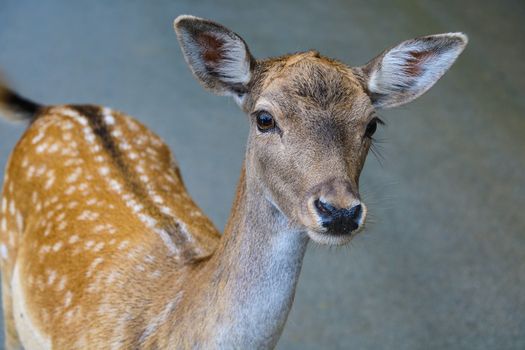 Close-up of a young sika deer. Selective focus.