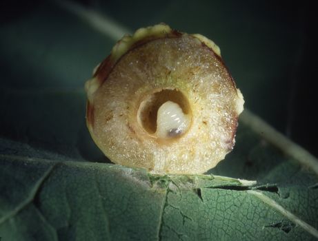 Oak gall apple with insect larvae