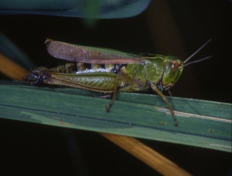 Grasshopper crouches on a blade of grass