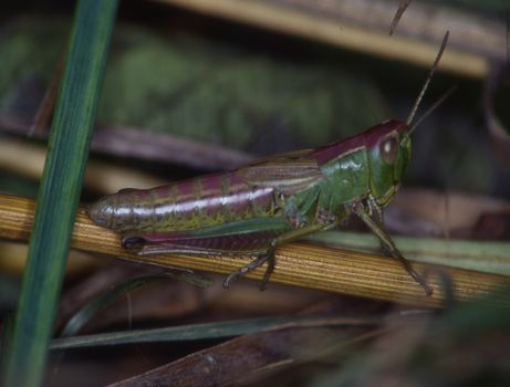 Grasshopper crouches on a blade of grass