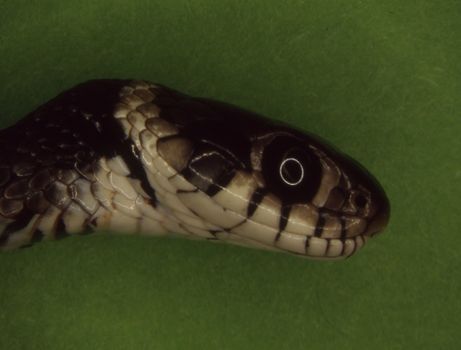 Head of grass snake with eyes and mouth