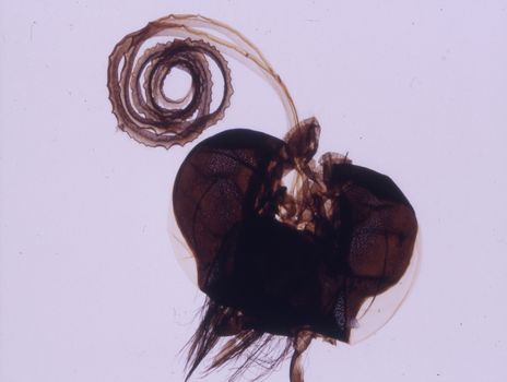 Butterfly head with a proboscis under the microscope