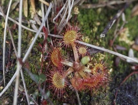 Carnivorous sundew plant in the bog