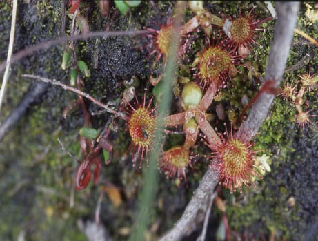 Carnivorous sundew plant in the bog