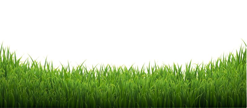 Green Grass Isolated White Background