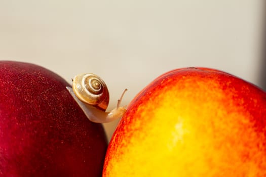 Little snail crawling on ripe red nectarines