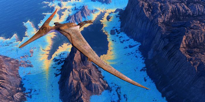 Pteranodon Reptile