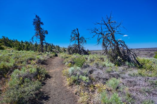 Hiking trail through dead Limber Pines at Craters of the Moon Na
