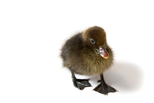 Brown newborn duckling closeup on white background.