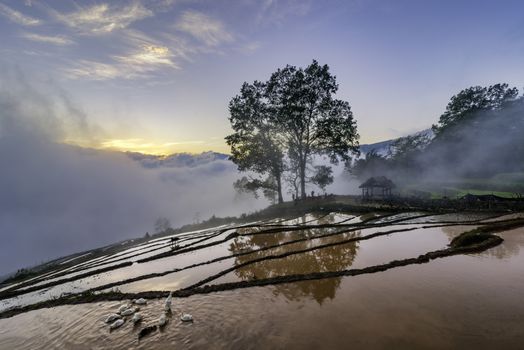 Terraced rice field landscape with road and big tree in Choan Then, Y Ty, Bat Xat