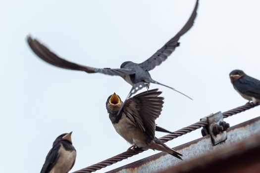 Adult swallow (Hirundo rustica) feeds a young fledgling swallow 