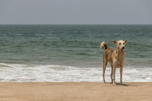 Stray, furred dog at Agonda Beach in Goa, India.