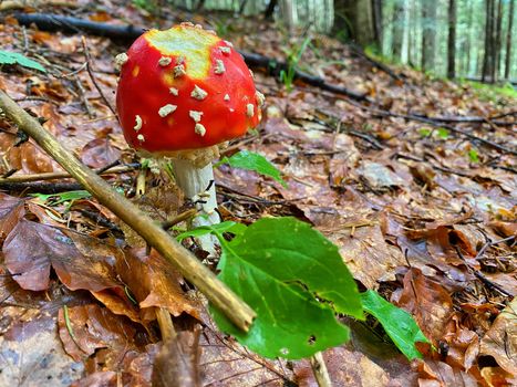 Red poisonous mushrooms in a beautiful forest