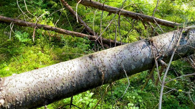 Tree trunk in the forest, summer season. View in slow motion