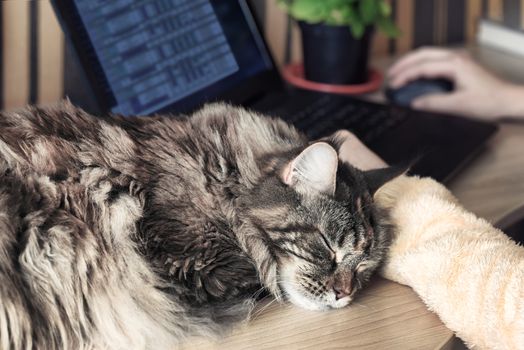 Cat sleeps on the table. Pets and lifestyle concept. Freelancer working on laptop