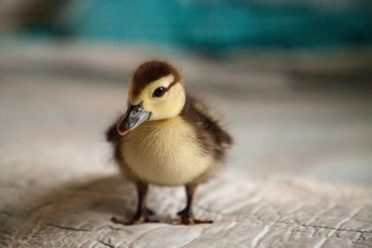 Mottled duckling Anas fulvigula on a blue background
