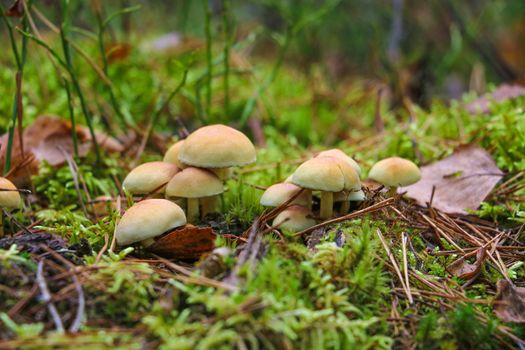 Small light-colored mushrooms grow surrounded by moss in autumn.