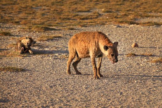 Spotted hyena (Crocuta crocuta) walking on dry ground with her c