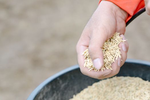 closeup farmer hand holding rice seeds for sowing in the field