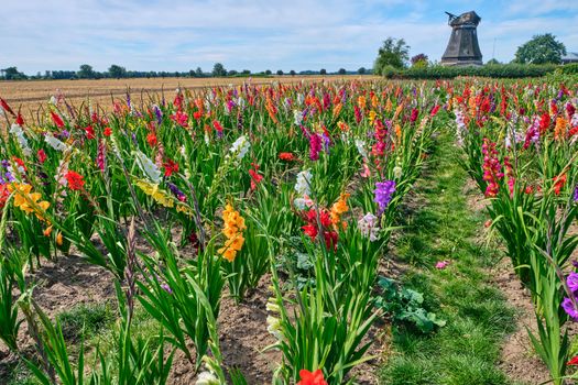 Field of colored gladioli against a cloudy sky