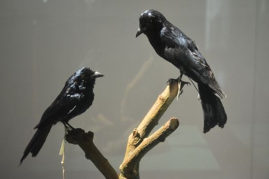 National museum of natural history balicassiao birds in Manila, 