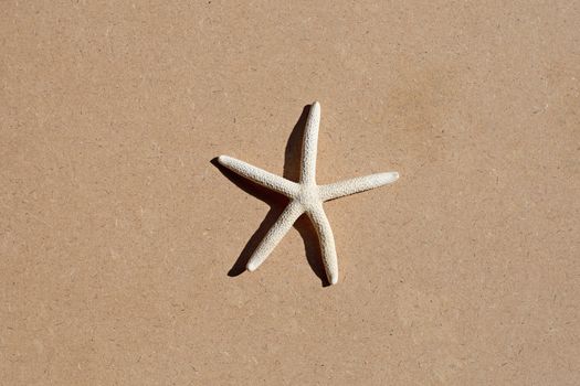 Starfish on brown plywood background.
