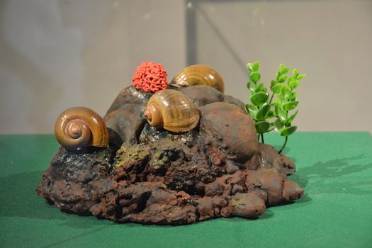 Channeled apple snail amphibious animal display