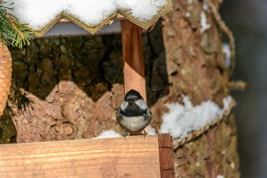 A chickadee sits on a feeder in cold winter