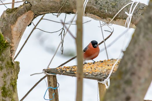 A bullfinch sits on a feeder in cold winter