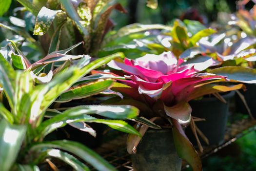 Urn bromeliad tropical plant in garden