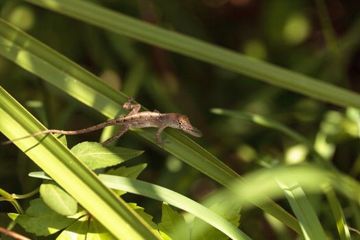 Cuban brown anole Anolis sagrei eats a wood termite with wings