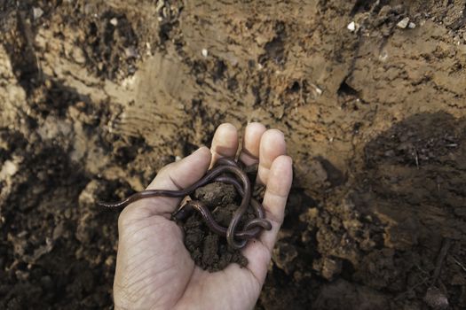 Hand of male holding soil with earthworm in the hands for planti