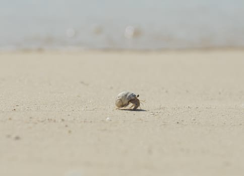Hermit crab walking across a beach