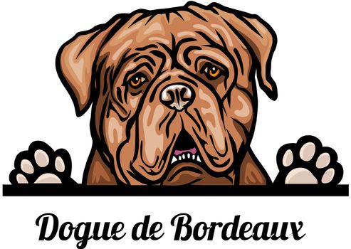 Head Dogue de Bordeaux - dog breed. Color image of a dogs head isolated on a white background