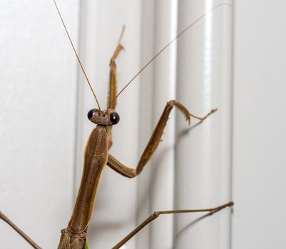 Brown praying mantis on the doorframe of a home
