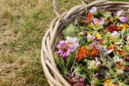 Cropped basket of faded flower blooms