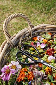 Basket of dead flowers and seed heads with florist scissors 