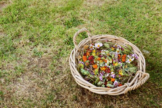 Round basket full of deadheaded blooms, marigolds, geum and cosm