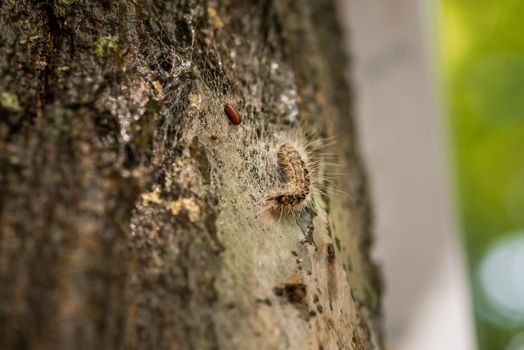 Oak processionary caterpillars are a health hazard for humans and pets.