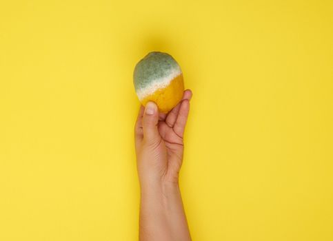 female hand holding yellow whole lemon with white mold, yellow b