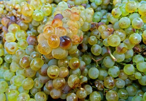 Sun ripened white wine grapes close up